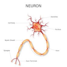 adobe stock neuron illustration